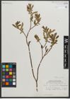 Foto von Salix myrtillifolia Anderson